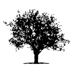 Fototapeta premium Hand drawn tree silhouette on white background