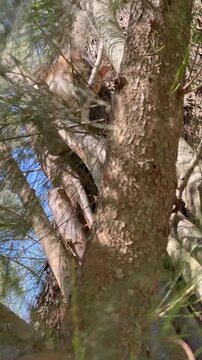 gato trepando &aacute;rbol