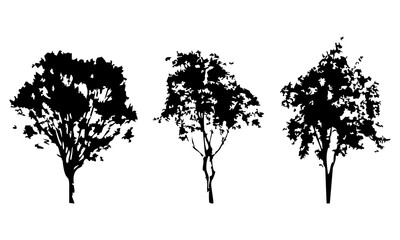 Obraz premium Hand drawn tree silhouette on white background