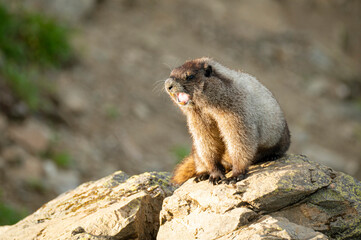 Screaming Hoary Marmot