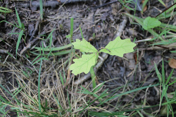 Northern red oak tree seedling at Camp Ground Road Woods in Des Plaines, Illinois