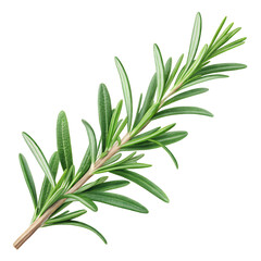 Fototapeta premium Rosemary Branch: a vibrant green rosemary branch isolated, capturing its delicate texture and aromatic leaves.