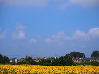 the popular sunflower garden in Tokyo, Japan