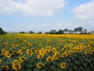 the popular sunflower garden in Tokyo, Japan
