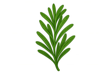 Fototapeta premium Rosemary botanical illustration featuring needle-shaped green leaves, delicate herb branch rendering against transparent backdrop, precise botanical drawing