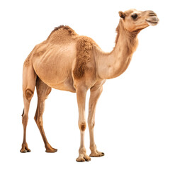 camel isolated on white
