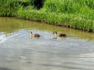 明石の田んぼで泳ぐカモ
