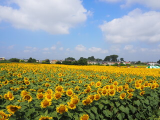 the popular sunflower garden in Tokyo, Japan