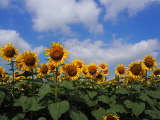 the popular sunflower garden in Tokyo, Japan