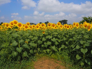 the popular sunflower garden in Tokyo, Japan