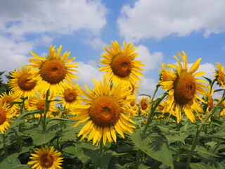 the popular sunflower garden in Tokyo, Japan