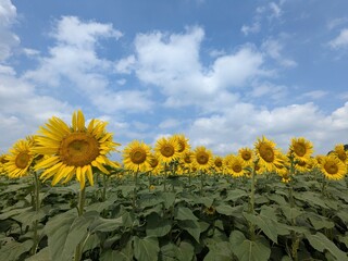 the popular sunflower garden in Tokyo, Japan