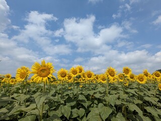 the popular sunflower garden in Tokyo, Japan
