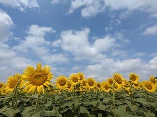the popular sunflower garden in Tokyo, Japan
