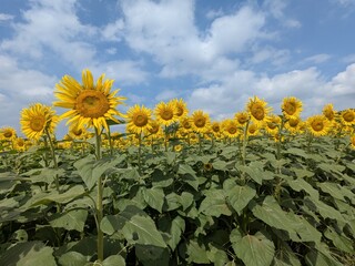 the popular sunflower garden in Tokyo, Japan