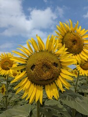 the popular sunflower garden in Tokyo, Japan