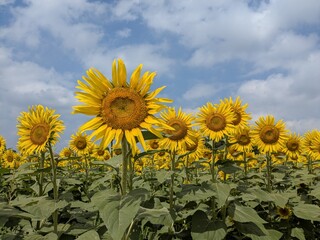 the popular sunflower garden in Tokyo, Japan