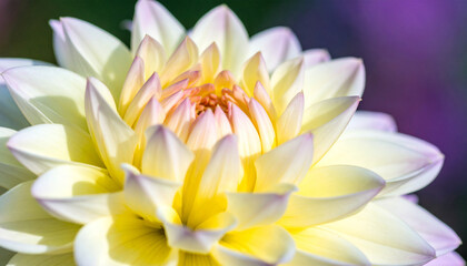 Fototapeta premium Dahlia's Blossom: Witness the exquisite elegance of a Dahlia in full bloom, showcasing vibrant petals of yellow and subtle violet, a true masterpiece of nature.