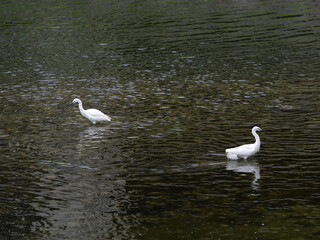 猪名川で餌を探すチュウサギ