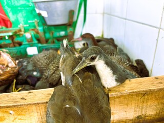 Birds of the species Lewinia striata and Amaurornis phoenicurus sold in traditional markets.