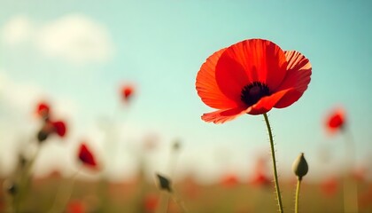 Obraz premium Vibrant poppy field under a blue sky, symbolizing honor and remembrance for veterans on Veterans Day