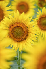 満開の益子町のひまわり
