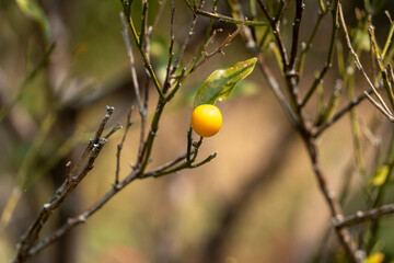 金柑の実
