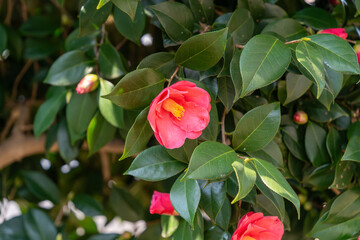 椿の花
