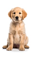 Golden Retriever puppy, sitting