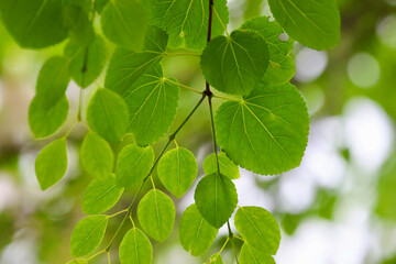 カツラの葉・樹木・植物（北海道・旭川市）