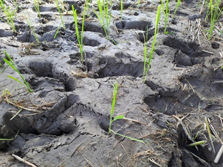 Rice seedlings in a paddy field growing racked and dry soil in arid areas landscape	
