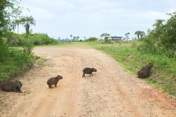 Family group of Capybaras, hydrochoerus hydrochaeris, crossing a road in Argentina