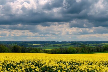 Vast field of bright yellow rapeseed flowers stretches under a dramatic sky of gray clouds. Rolling hills and trees in the distance