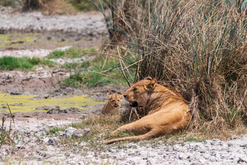 Telephoto of a small lion cub -Panthera Leo- emerging from behind a bush in the Ngorogoro Crater, Tanzania, and approaching its mother