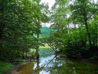雨の日の上高地の森と湿原の風景