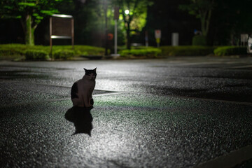 雨の夜、アスファルトの上の猫
