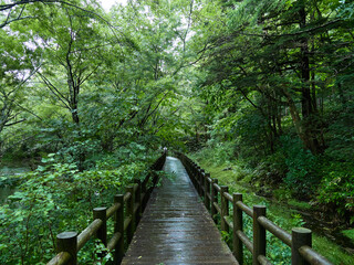 Obraz premium 雨の日の上高地の森の整備された散策道の風景