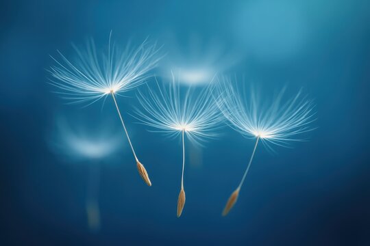 Macro photography of white dandelion seeds against deep ocean blue background creating dreamy nature art for mindfulness and wellness content