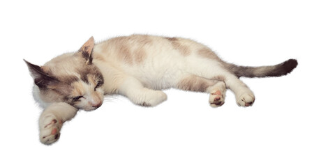 Fototapeta na wymiar Beautiful cream and brown cat sleeping isolated on transparent background, ideal for pet portraits, animal lovers, and cozy home decor concepts. PNG. Cut out. 