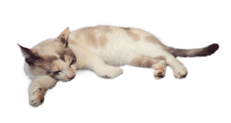Beautiful cream and brown cat sleeping isolated on transparent background, ideal for pet portraits, animal lovers, and cozy home decor concepts. PNG. Cut out.