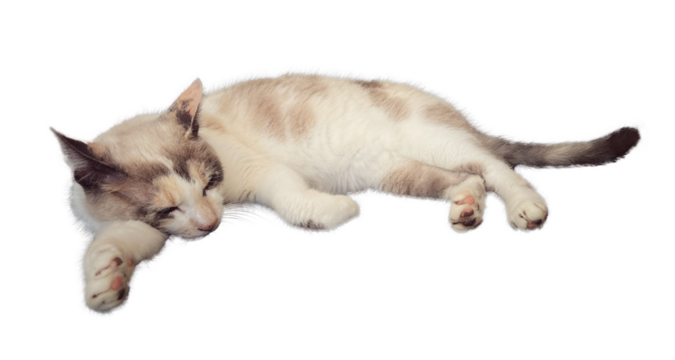 Beautiful cream and brown cat sleeping isolated on transparent background, ideal for pet portraits, animal lovers, and cozy home decor concepts. PNG. Cut out. 