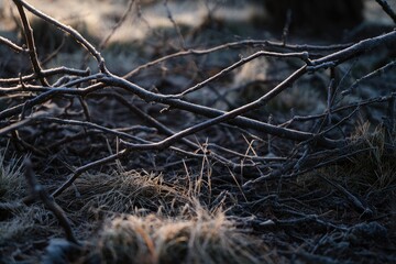 Frozen branches and grass at dawn