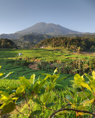 Obraz premium rice fields in indonesia