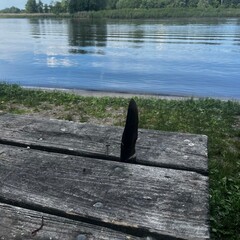 Fototapeta premium Single feather 