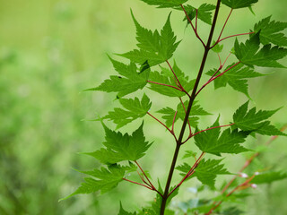 雨の日の上高地の新緑の森の風景