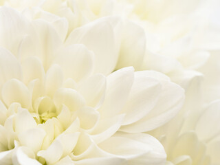 白色の菊の花を白背景でマクロ撮影25
