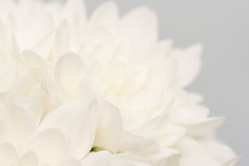 Fototapeta premium 白色の菊の花をグレー背景でマクロ撮影31