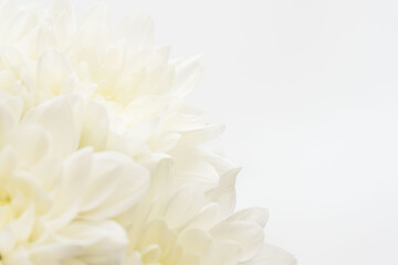 白色の菊の花を白背景でマクロ撮影09