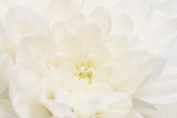 白色の菊の花を白背景でマクロ撮影28