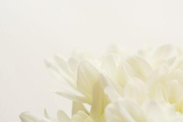 Fototapeta premium 白色の菊の花を白背景でマクロ撮影21